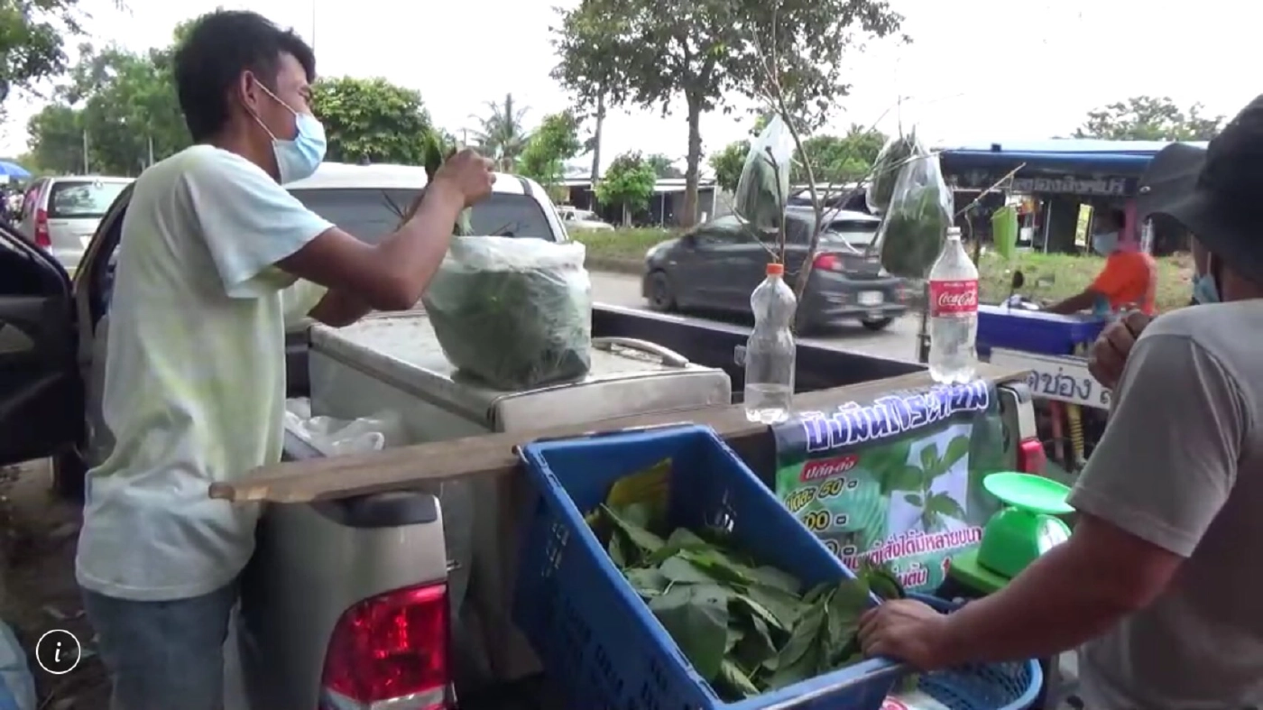 ผุดอาชีพเปิดท้ายขายใบกระท่อมสดหลังรัฐบาลปลดล๊อก