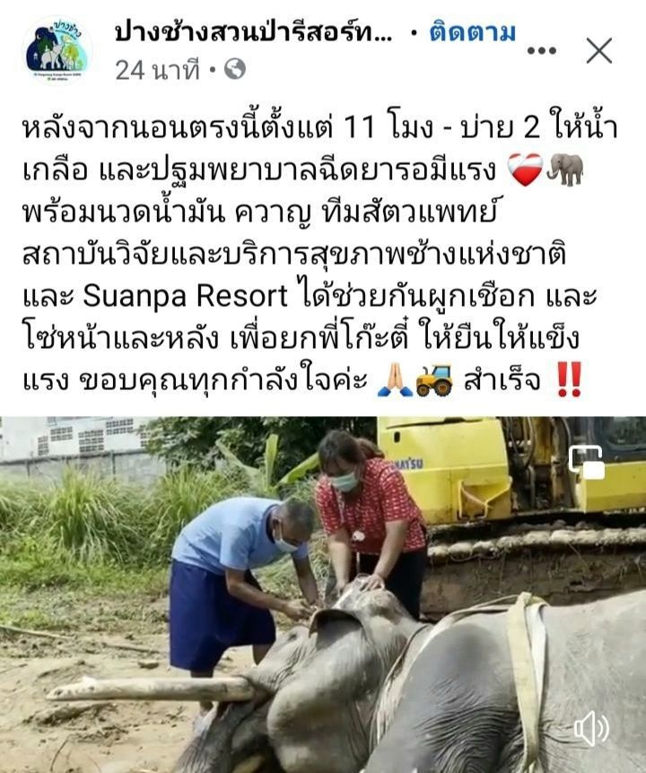 ช่วยช้างพลายโก๊ะลื่นไถลลงตลิ่งบาดเจ็บ