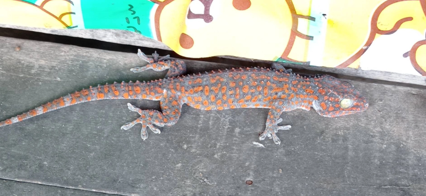 ส่องเลขเด็ดตุ๊กแกสีแดงแสนเชื่องเกาะหน้าบ้าน