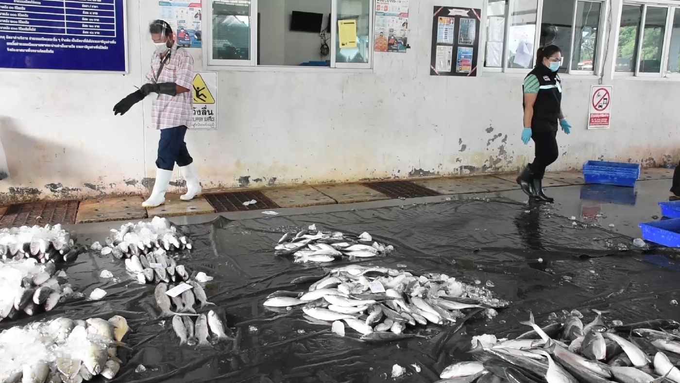 ระนองเข้มสะพานปลาแหล่งรวมแรงงานนับร้อยหวั่นโควิดกระจาย