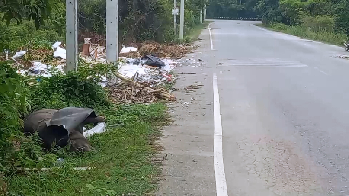 ชาวบ้านโวย!พบซากหมูตายถูกทิ้งริมถนน หวั่นเกิดโรคระบาด
