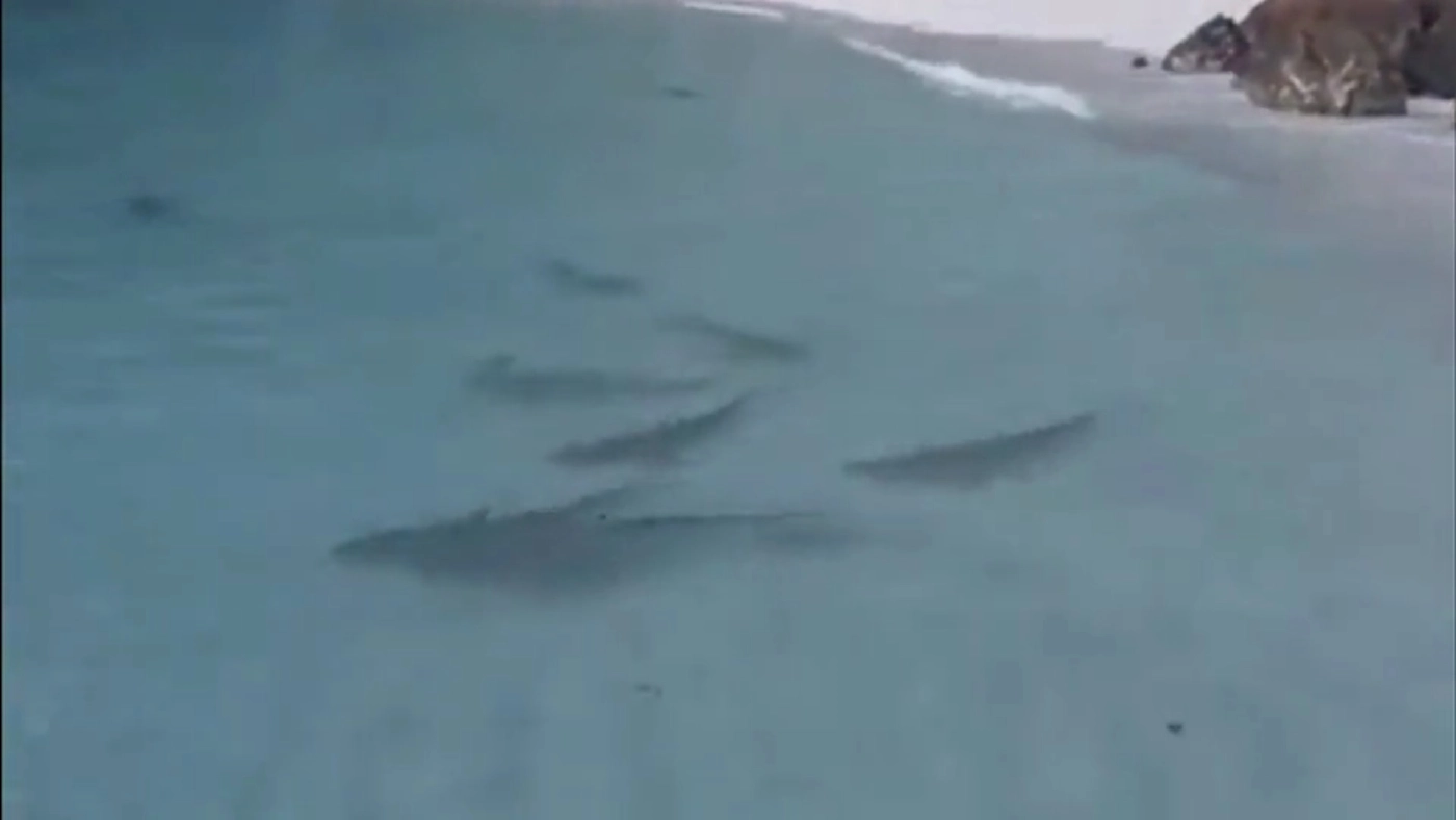 ตื่นตา! ฝูงฉลามหูดำกว่า 30 ตัว โผล่ว่ายหากินหมู่เกาะห้อง หลังหายไปนาน 4 เดือน