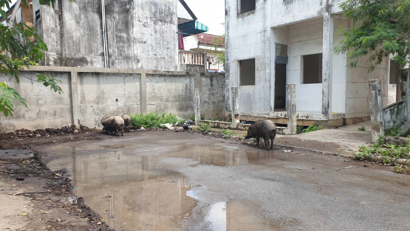 เร่งช่วย“หมูป่า” เคราะห์ซ้ำเจอสาวถูกขืนใจบ้านร้าง