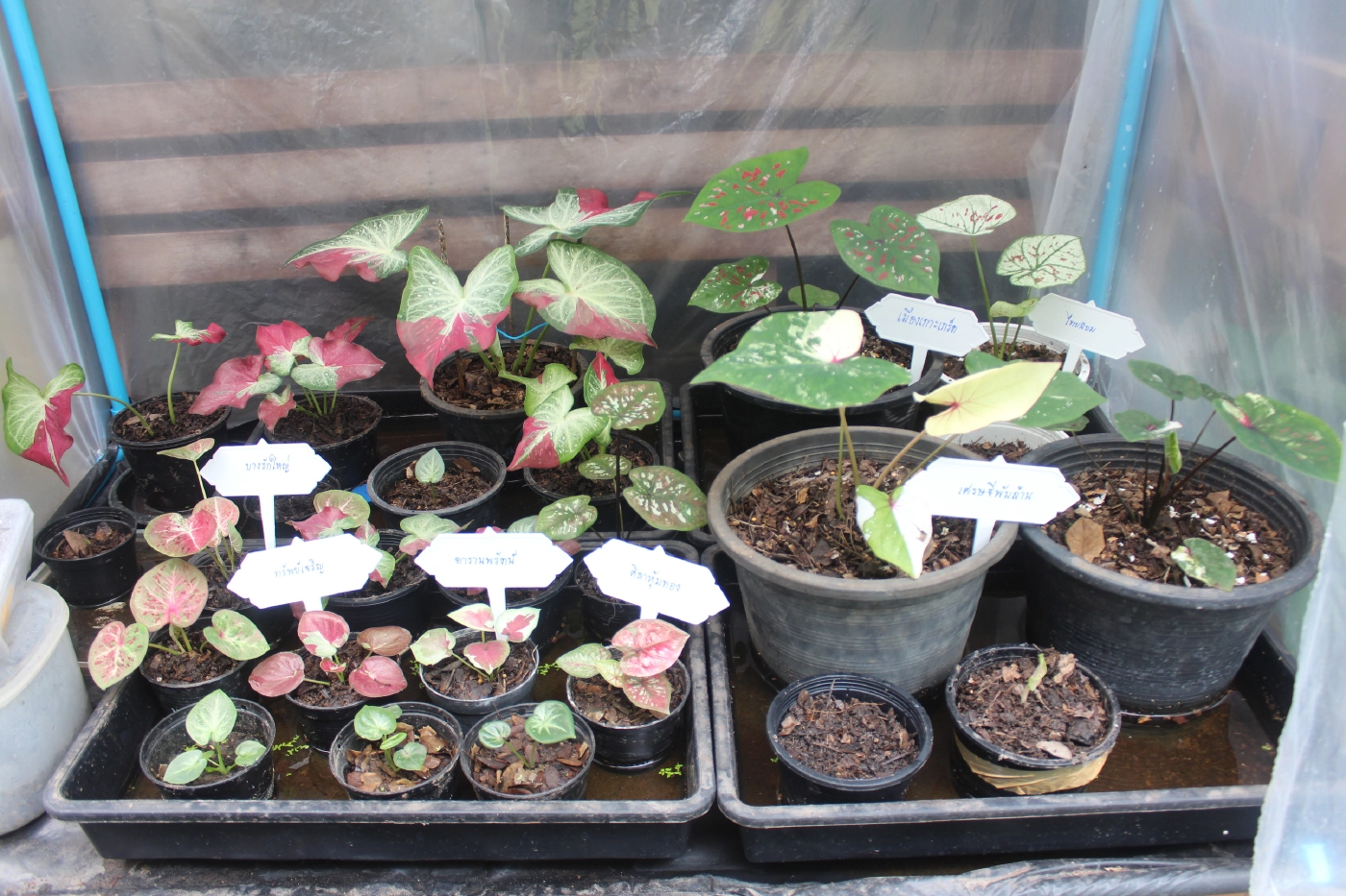 คุณครูคนขยันใช้เวลาว่างหลังสอนออนไลน์ปลูกบอนสีขาย