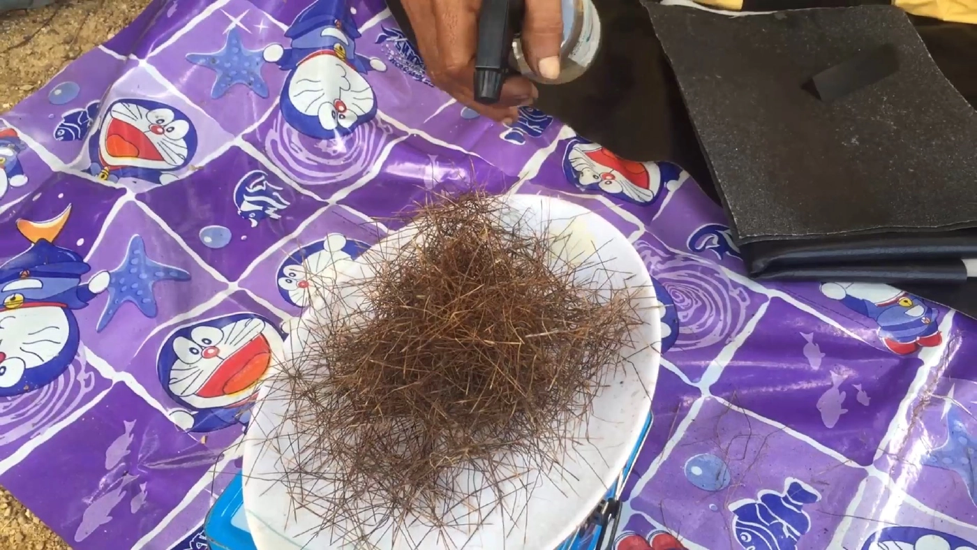 ทึ่ง!! หญ้าทะเลตายแล้วฟื้นสรรพคุณทางยาล้นเหลือ