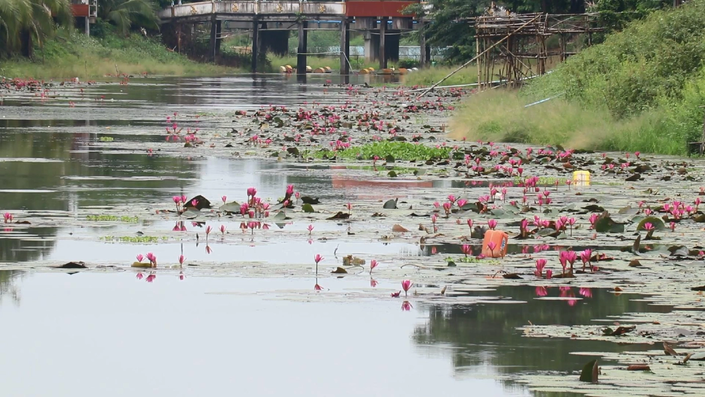 "ดอกบัวแดง"บานสะพรั่งสวยงามรับหน้าฝน