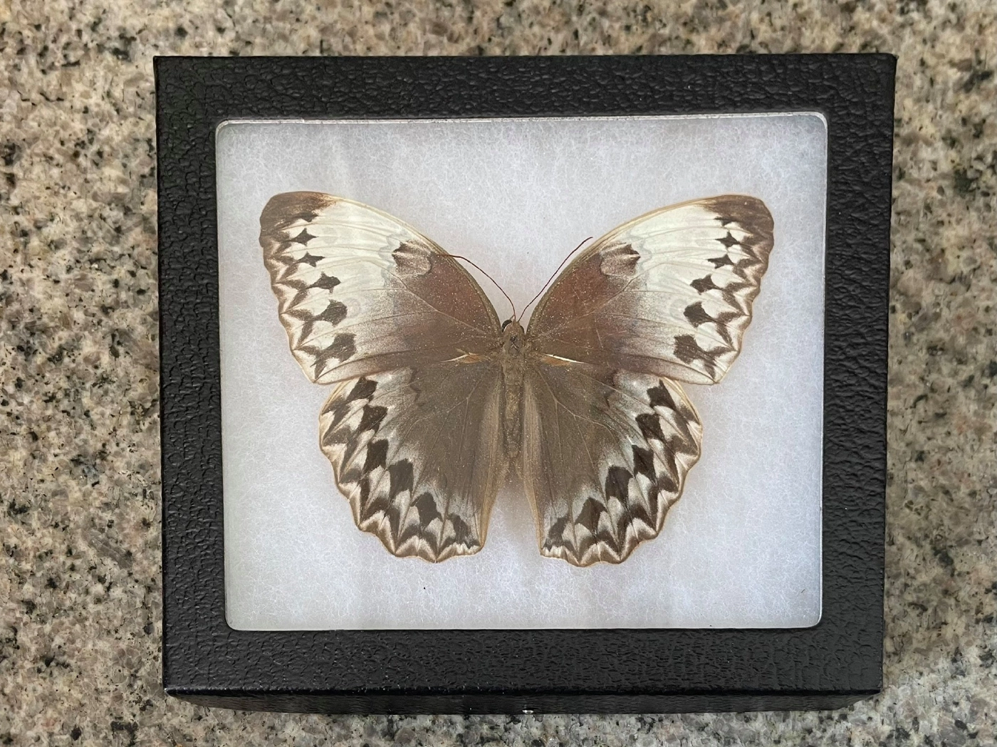 จนท.จับกุมชายลักลอบค้าซากผีเสื้อผ่านเฟซบุ๊ก