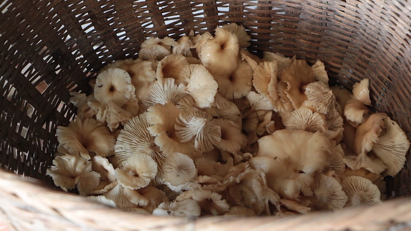 แม่เฒ่าวัย 77 ปี หลงป่า หลังเข้าไปเก็บเห็ดเพียงลำพัง