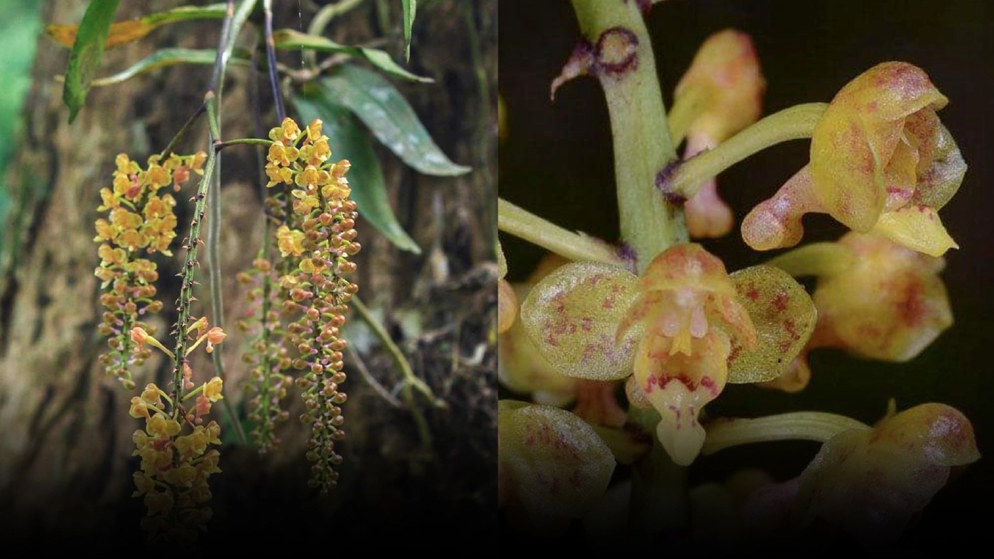 "เอื้องพวงองุ่น" พรรณไม้จากสถานีวิจัยสัตว์ป่าเชียงดาว จ.เชียงใหม่