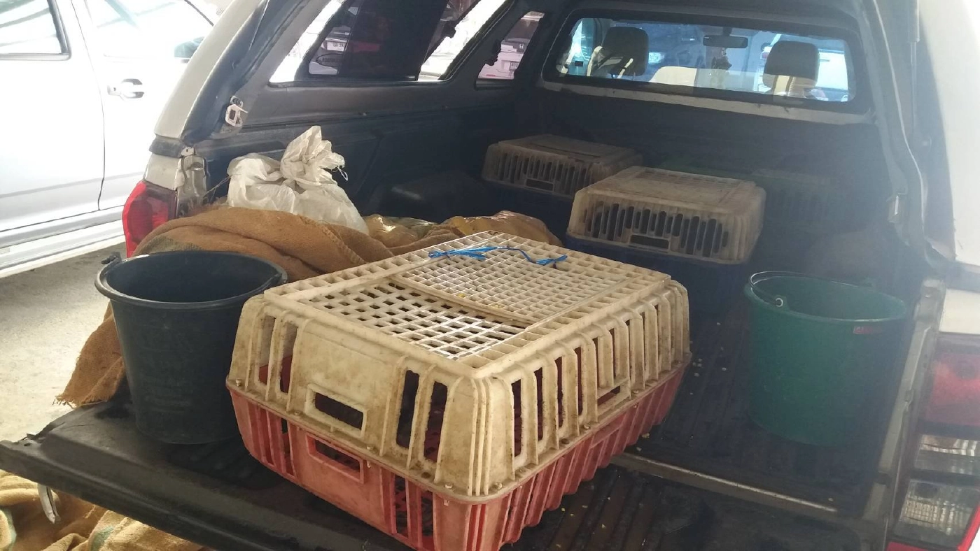 ฟันแล้ว คุก 1 ปี 6 เดือน ขบวนการค้า "ลิงแสม" ข้ามชาติ