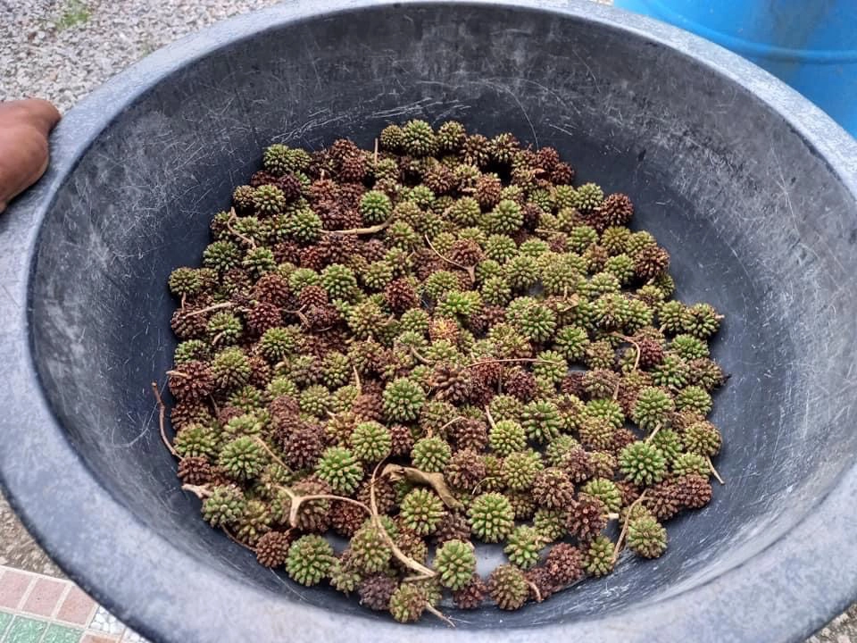 ยอดจองต้นกล้าพืชกระท่อมทะลัก เร่งเพิ่มการผลิต