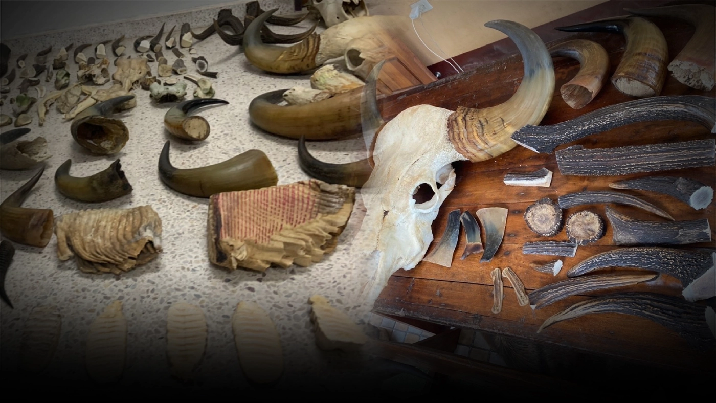 "พญาเสือ" ล่อซื้อซากสัตว์ป่าประกาศขายทางออนไลน์