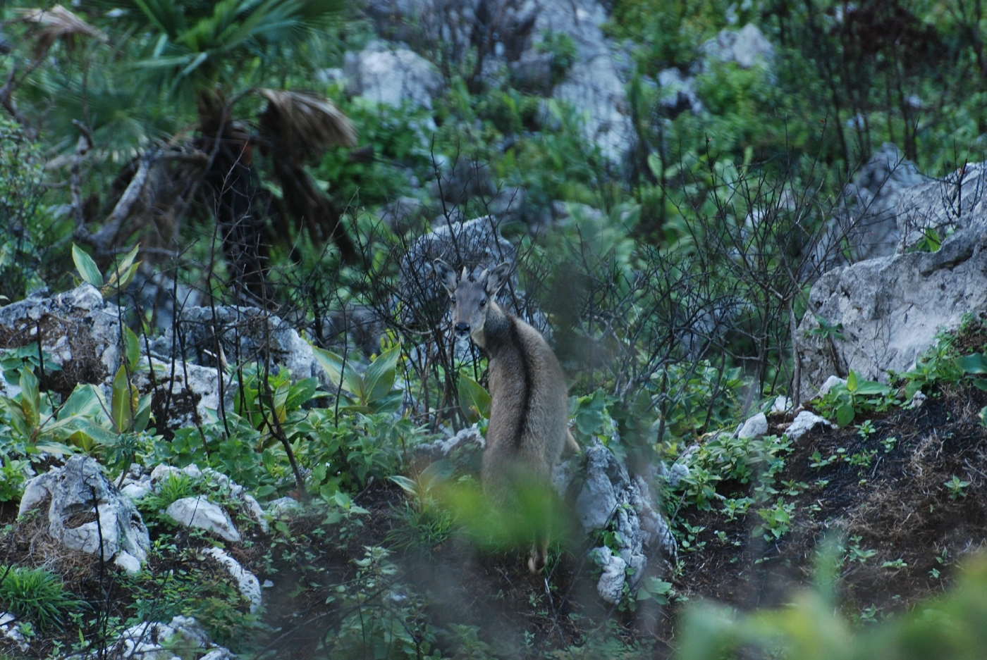 เตรียมประกาศ ‘ดอยเชียงดาว’ เป็นพื้นที่สงวนชีวมณฑลแห่งใหม่