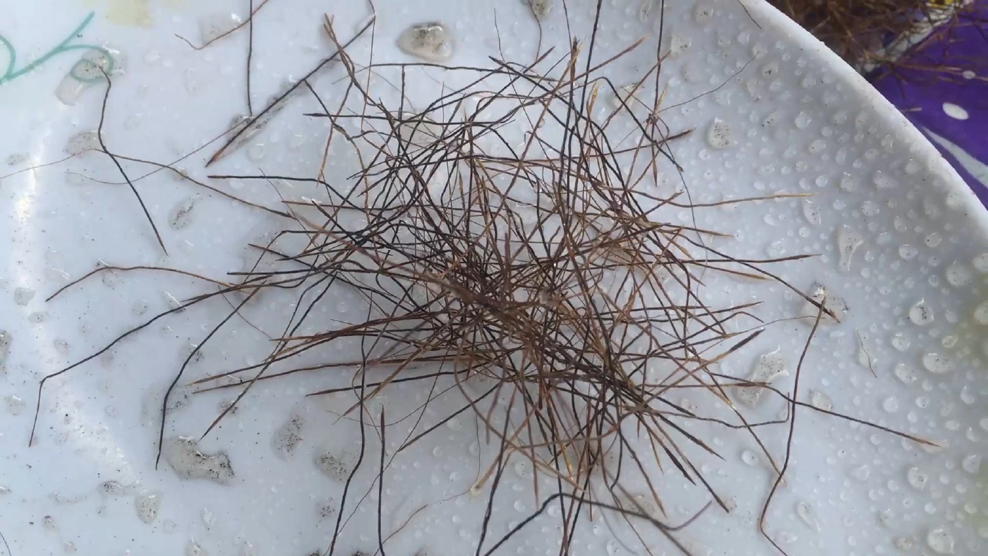 ทึ่ง!! หญ้าทะเลตายแล้วฟื้นสรรพคุณทางยาล้นเหลือ