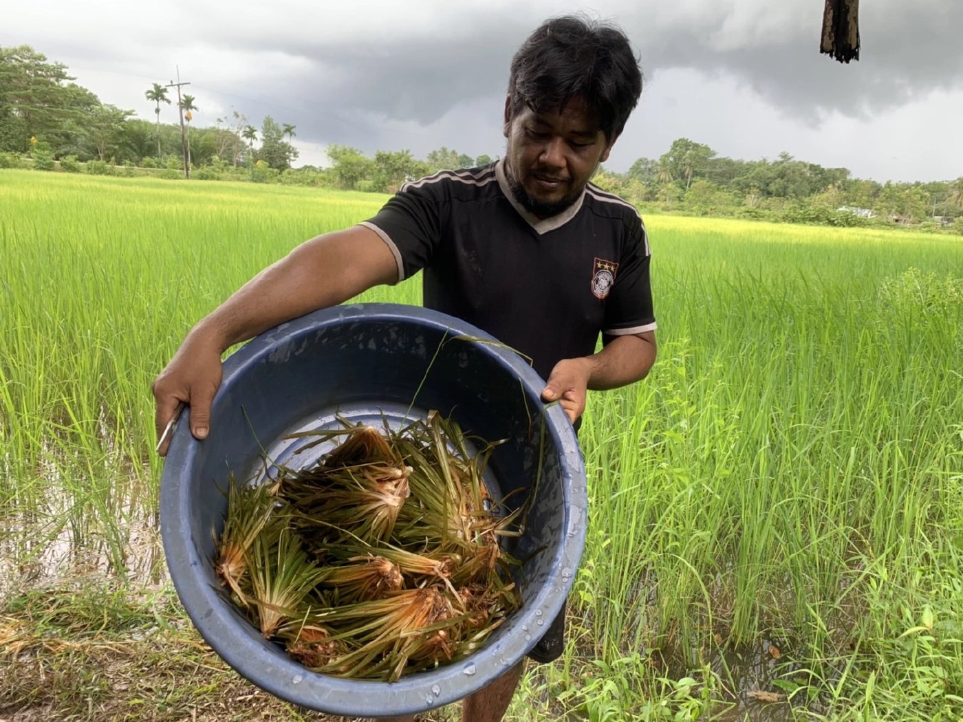 ชวนไปกินหญ้าทอด "หญ้ามารวย" หนึ่งปีมีครั้งเดียว