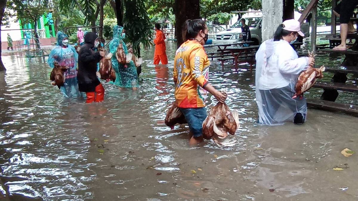 โรงเรียนโคราชเร่งขนย้ายไก่ที่เลี้ยงไว้ใน รร.หนีน้ำท่วม