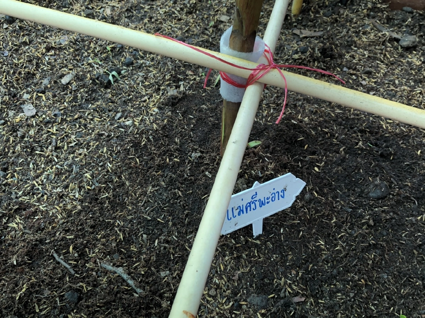 นักธุรกิจแม่สอดลงทุน9ล้าน-ซื้อ“กล้วยแดงอินโด”ขยายพันธุ์ขยาย