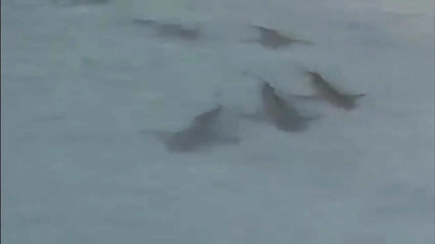 ตื่นตา! ฝูงฉลามหูดำกว่า 30 ตัว โผล่ว่ายหากินหมู่เกาะห้อง หลังหายไปนาน 4 เดือน