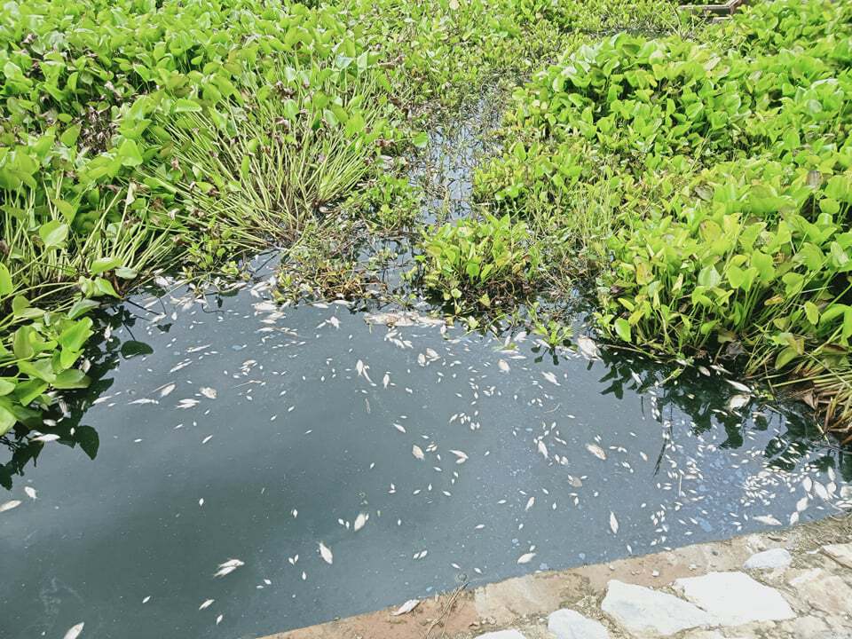ลำน้ำแม่ลายังไม่พ้นวิกฤติน้ำเสีย ท้องถิ่นจังหวัดเร่งหาสาเหตุ