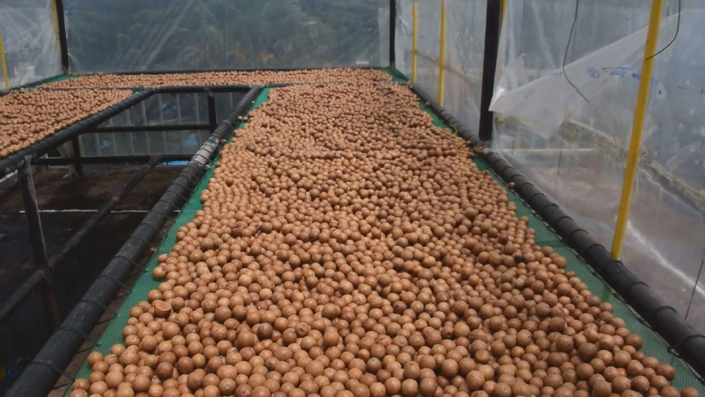 แปรรูป แมคคาเดเมีย ทำเงิน 3 หมื่น/เดือน