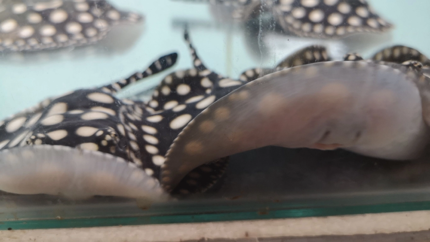 จองข้ามปี!! ปลากระเบนข้ามสายพันธุ์สวยงามส่งออก