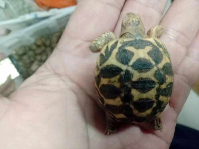 ด่านตรวจสัตว์ป่าแม่สอดจับหนุ่มใหญ่ขนเต่าดาวส่งขาย กทม.