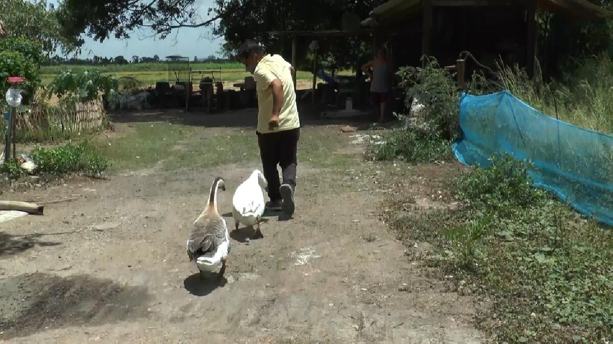 ถุงเงินถุงทอง ห่านดุแสนรู้เลี้ยงเฝ้าบ้านแทนสุนัข