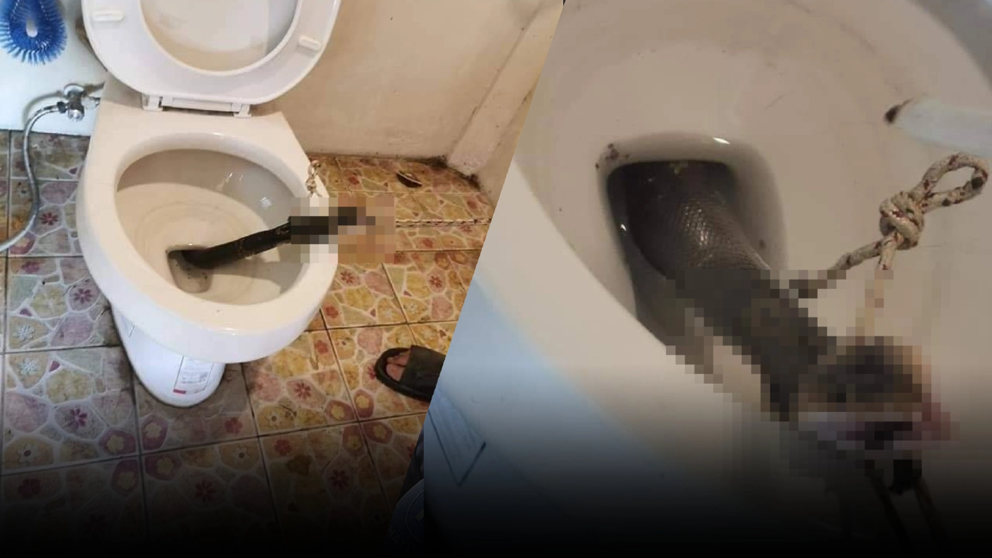 เตือนภัย! ระวังงูโผล่ขึ้นมาจากส้วมในช่วงหน้าฝน