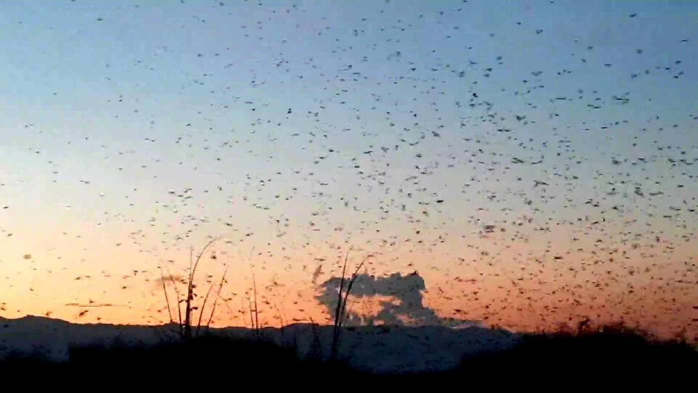 แตกตื่น! ฝูงนกนางแอ่นนับหมื่นตัวบินเหนือกว๊านพะเยา