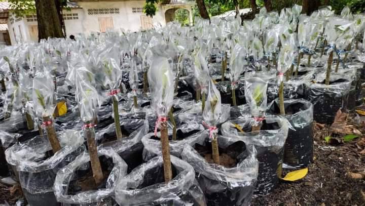 เมืองคอนส่งออกต้นกล้ากระท่อม ขายวันละ 1,000 ต้น