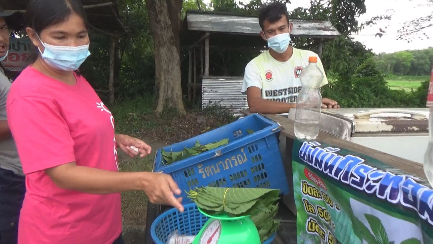 เปิดท้ายขาย ใบกระท่อม กำไร 3 หมื่น/เดือน