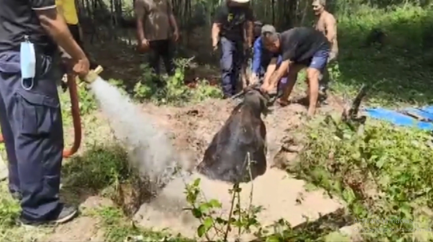 เจ้าหน้าที่ระดมช่วยควายตกบ่อลึกหลังลงไปกินน้ำ