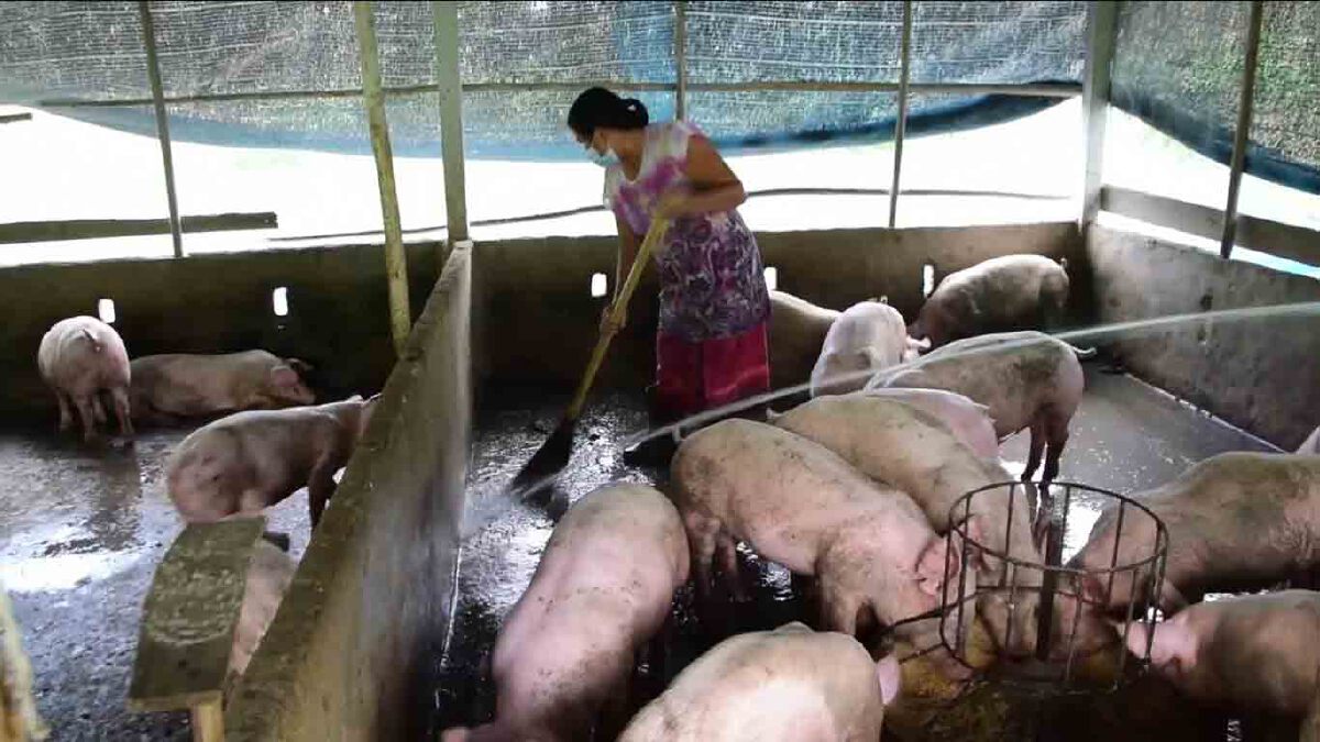 สุดทน! หลวงพ่อร้องเหม็นขี้หมูจากฟาร์ม วอนช่วยอาตมาด้วย