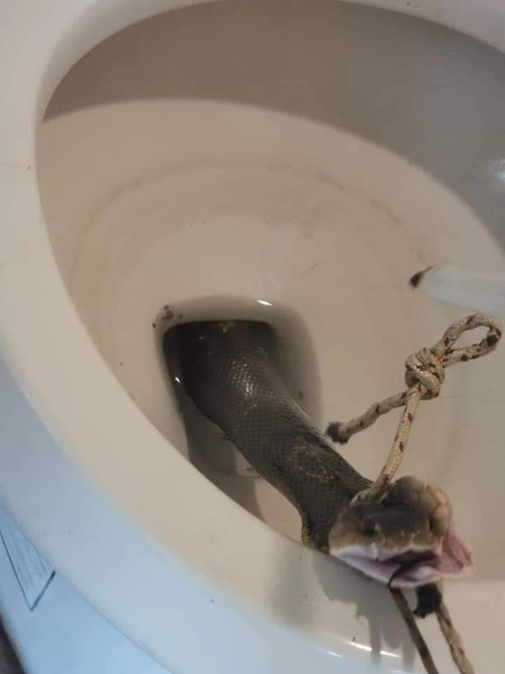 เตือนภัย! ระวังงูโผล่ขึ้นมาจากส้วมในช่วงหน้าฝน