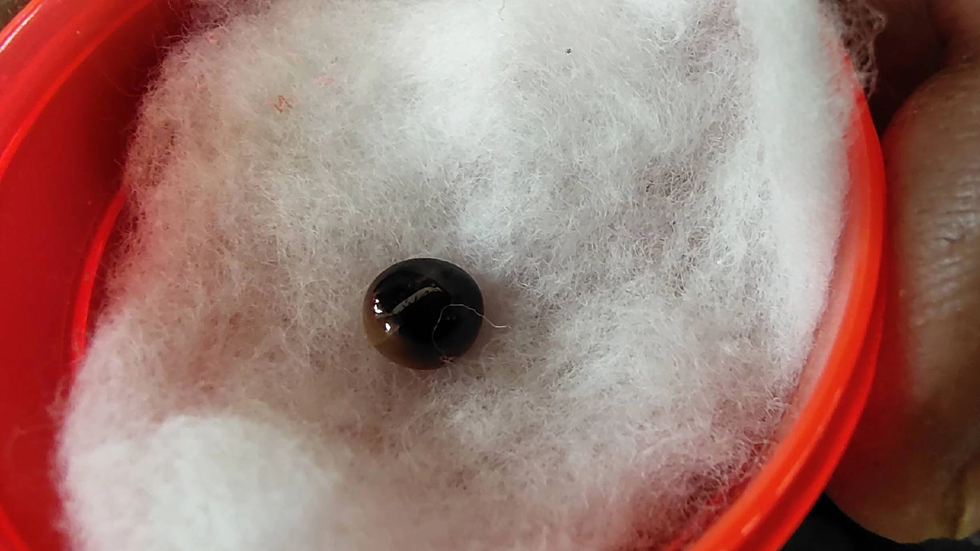 ชาวกระบี่พบ "ไข่มุกดำ" หายากในหอยสันขวานเกือบกลืนลงท้อง