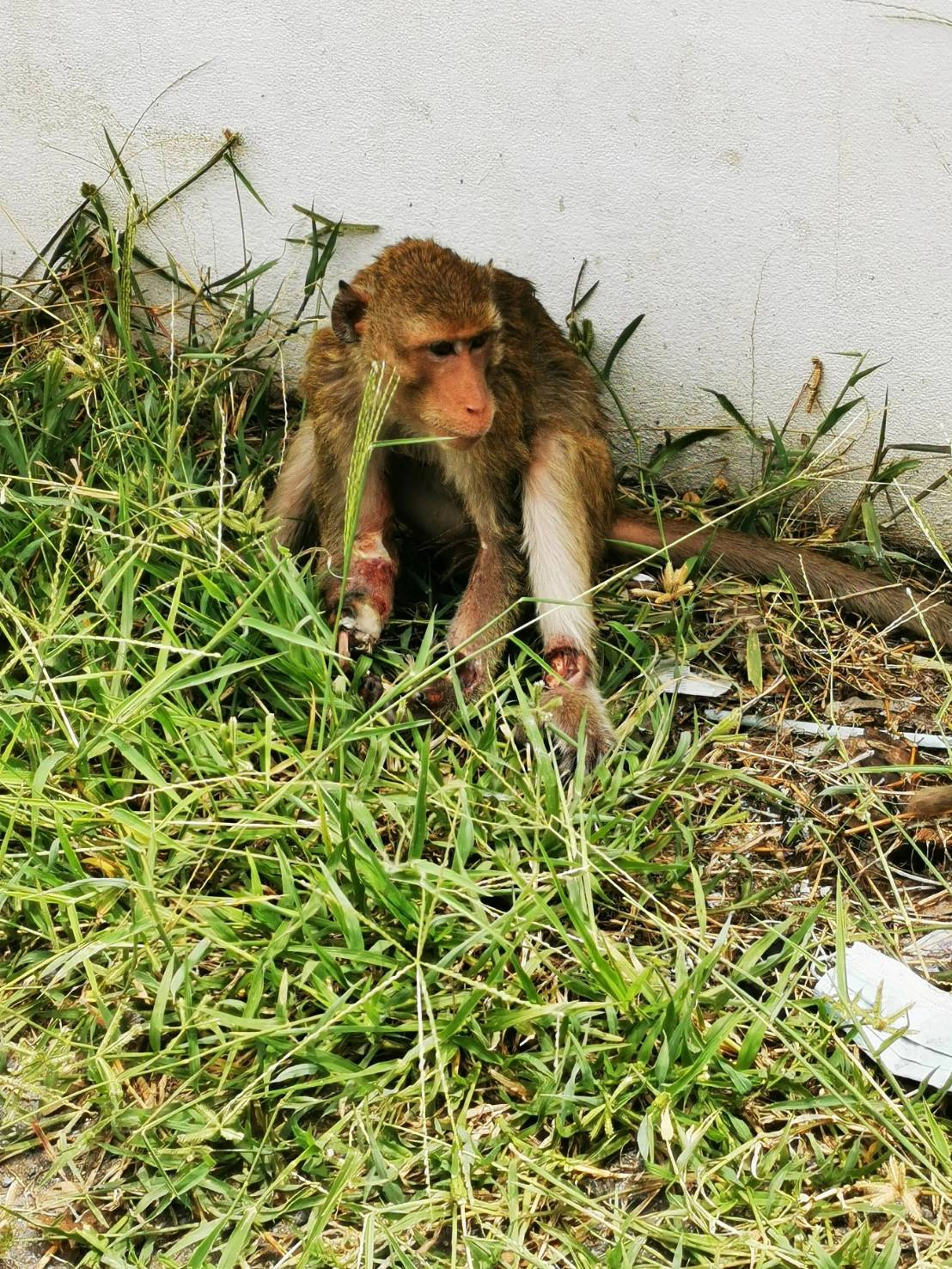 เจ้าหน้าที่เร่งช่วยลิงถูกไฟช๊อตบาดแผลสาหัส