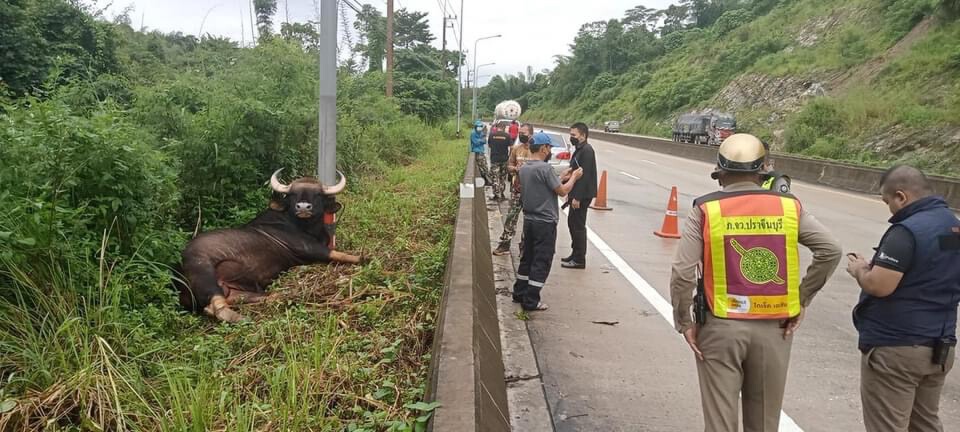 สลดกระทิงป่าอุทยานแห่งชาติเขาใหญ่ถูกไฟฟ้าช็อตดับคาเสา