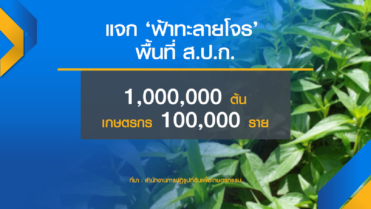 ส.ป.ก.ลุยแจก ฟ้าทะลายโจร ครบล้านต้นธ.ค.