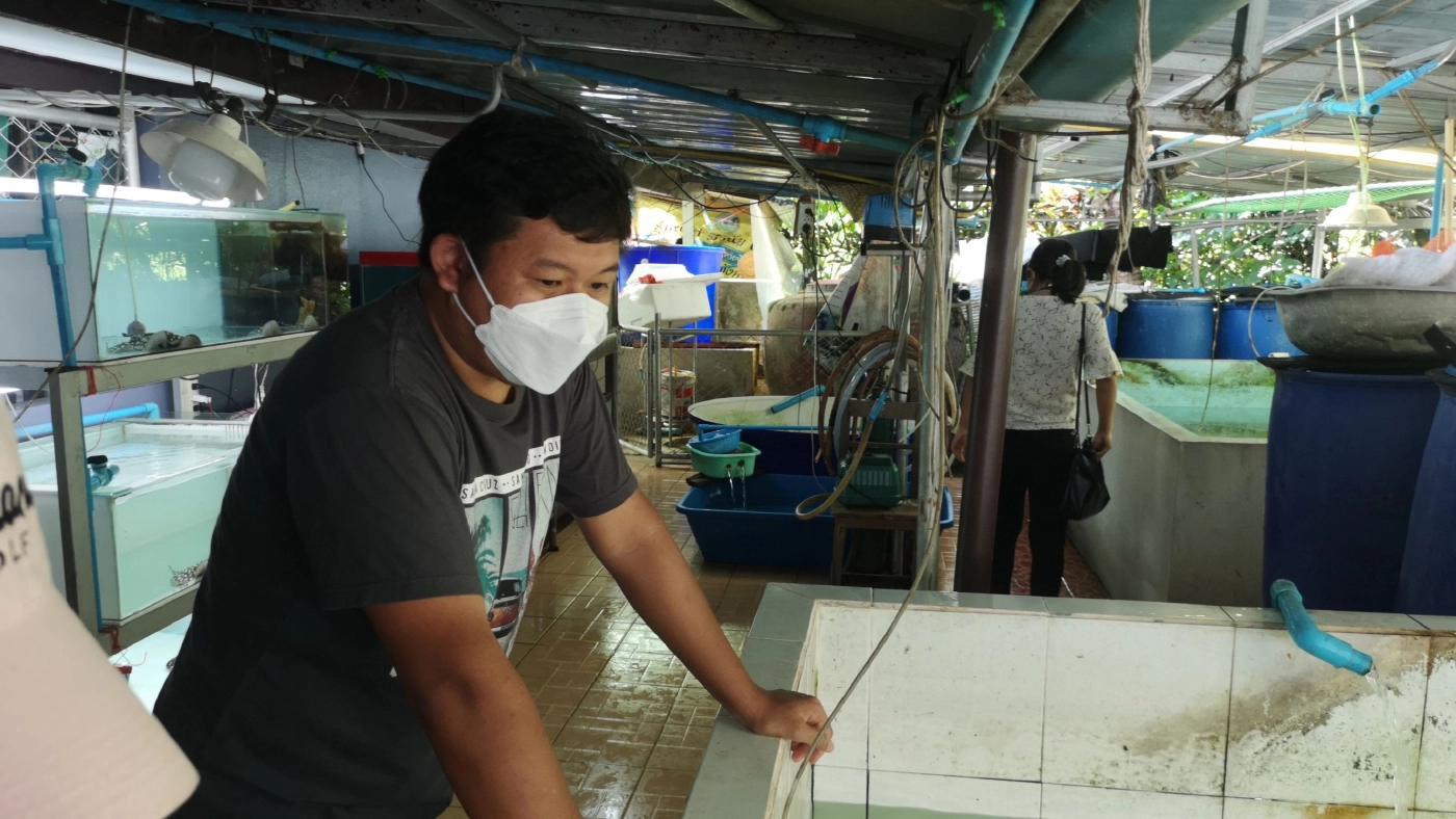 จองข้ามปี!! ปลากระเบนข้ามสายพันธุ์สวยงามส่งออก