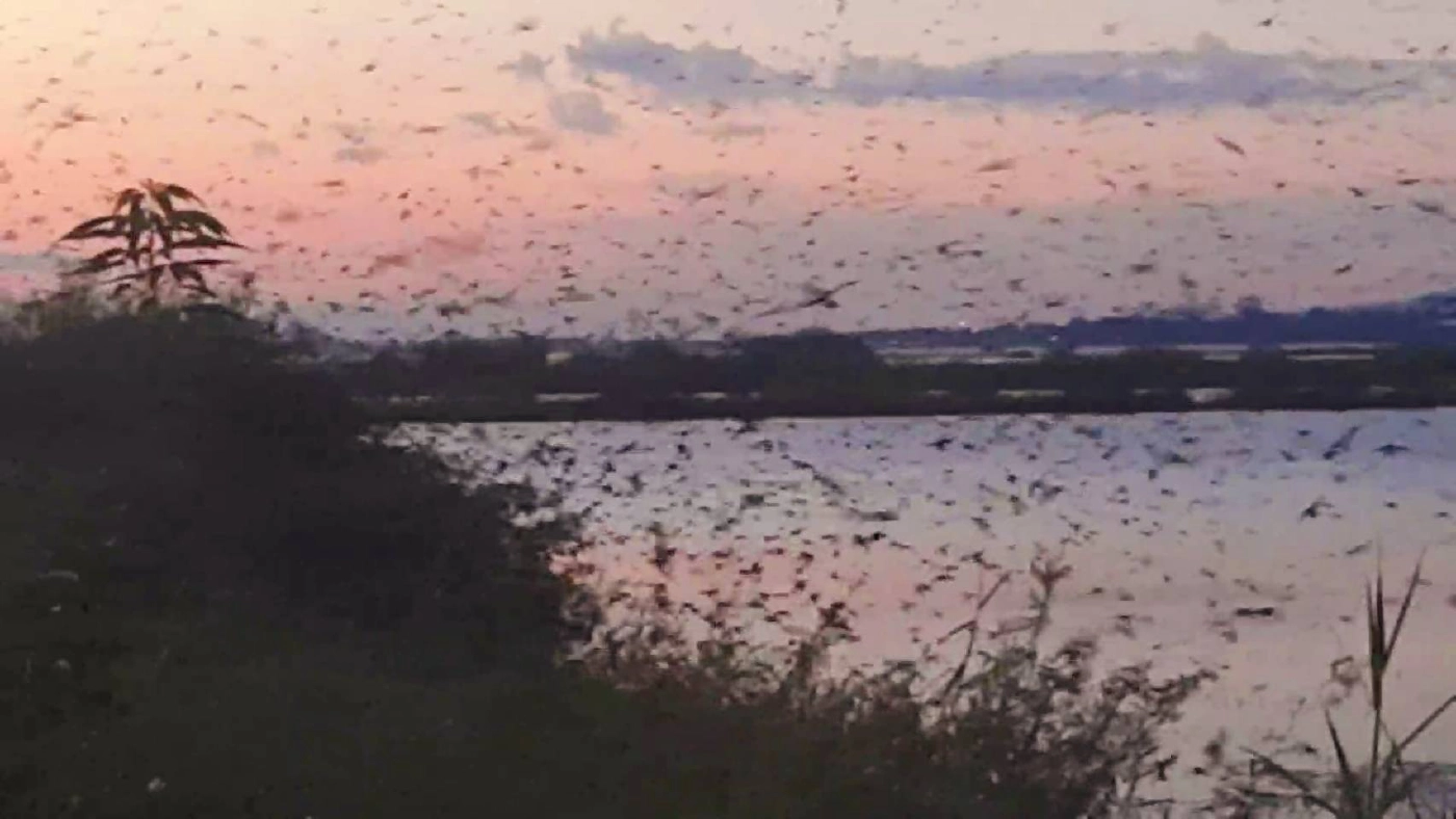 แตกตื่น! ฝูงนกนางแอ่นนับหมื่นตัวบินเหนือกว๊านพะเยา