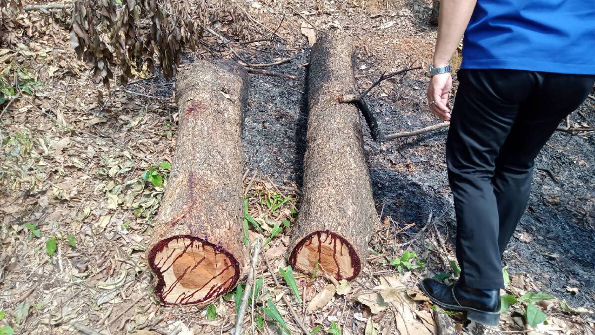 ตร.เชียงรายสนธิกำลังยึดไม้ประดู่-รุกป่าสงวนฯ