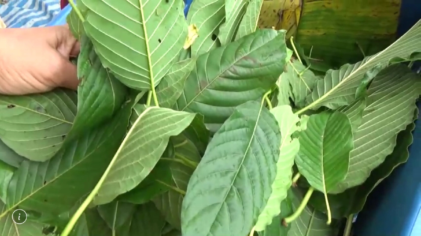 พืชกระท่อมค้าขายเสรี เป็นภัยต่อเยาวชน