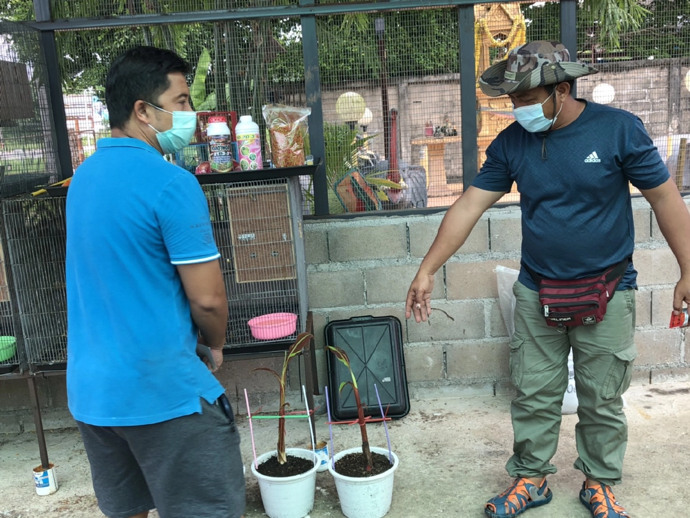 นักธุรกิจแม่สอดลงทุน9ล้าน-ซื้อ“กล้วยแดงอินโด”ขยายพันธุ์ขยาย