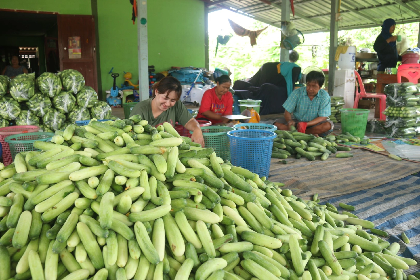 เกษตรกรพิจิตรยิ้ม-แตงกวาราคาปรับเท่าตัว