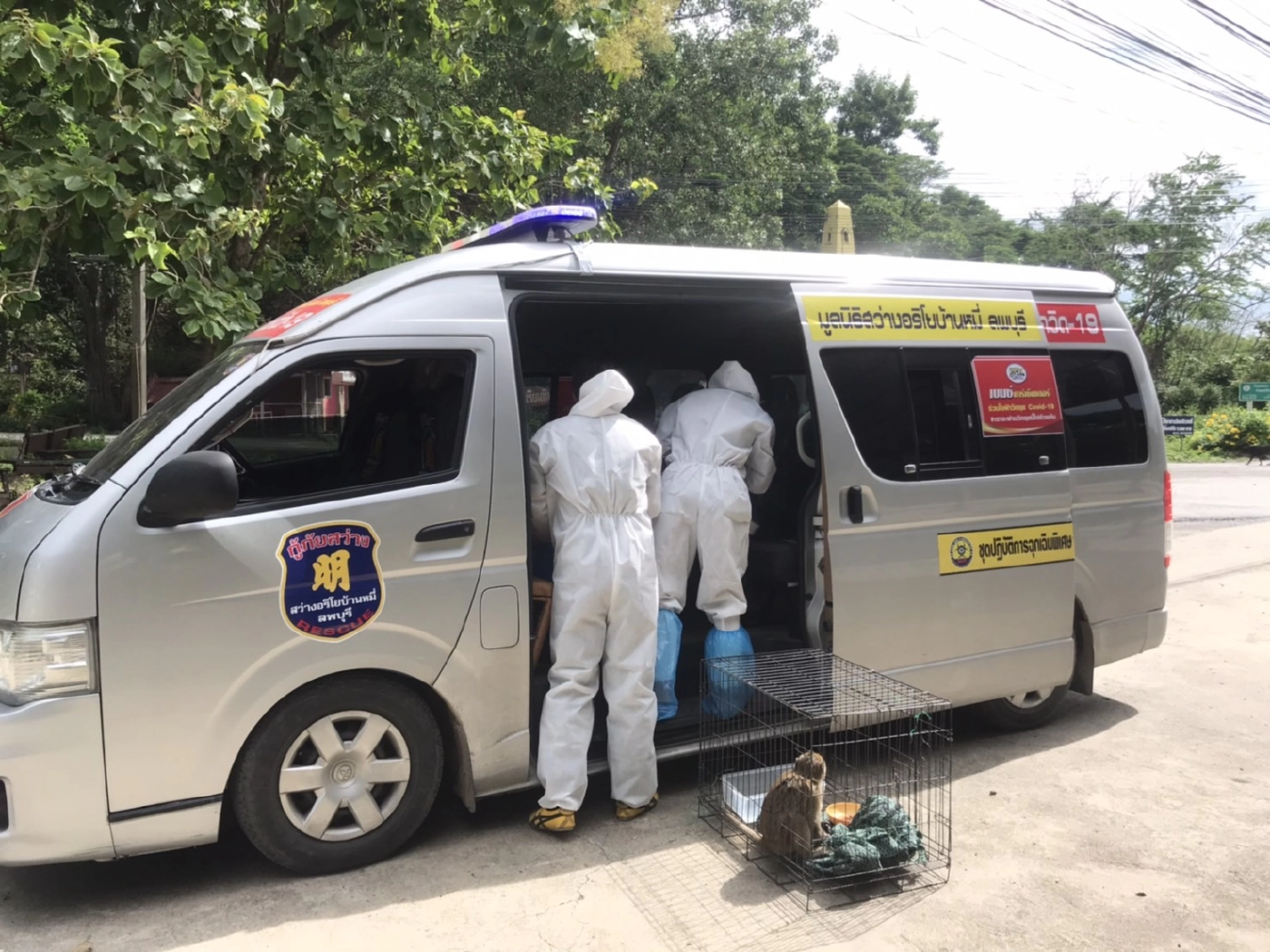 เจ้าหน้าที่เร่งช่วยลิงถูกไฟช๊อตบาดแผลสาหัส