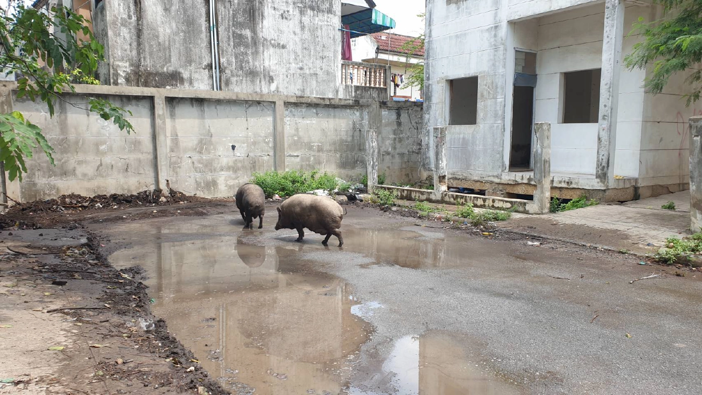 เร่งช่วย“หมูป่า” เคราะห์ซ้ำเจอสาวถูกขืนใจบ้านร้าง