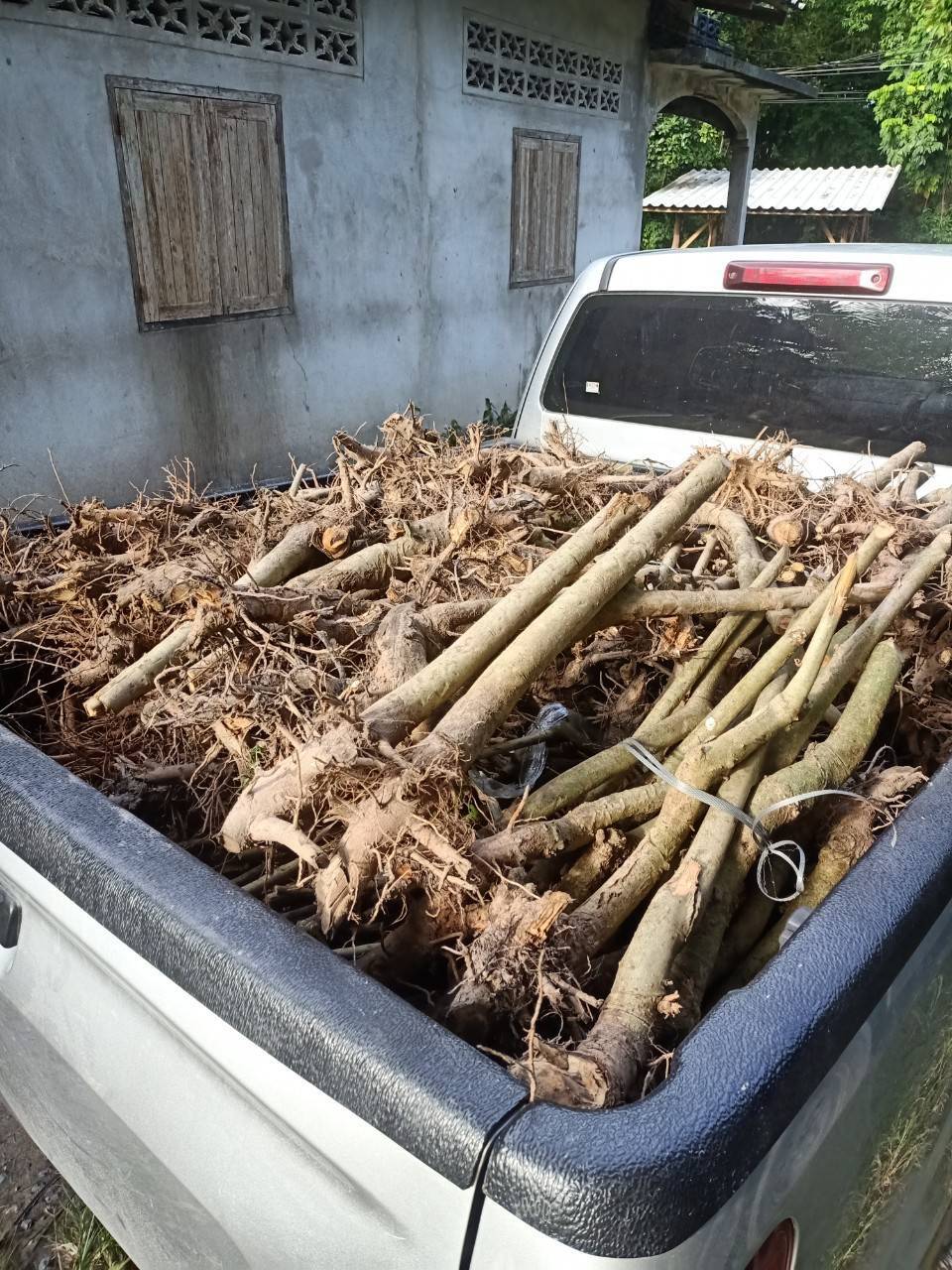 เมืองคอนส่งออกต้นกล้ากระท่อม ขายวันละ 1,000 ต้น