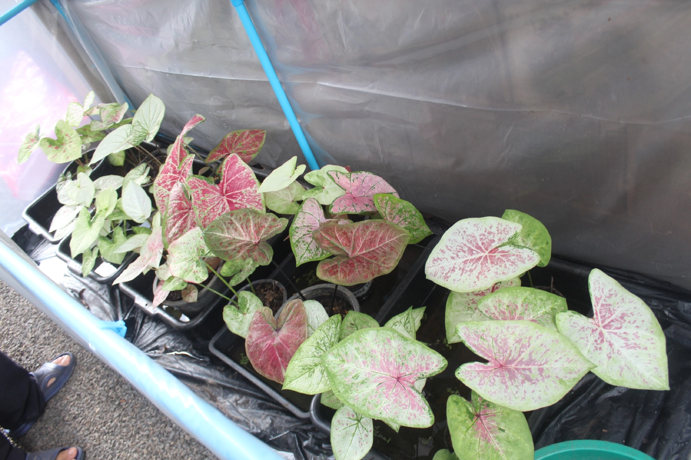 คุณครูคนขยันใช้เวลาว่างหลังสอนออนไลน์ปลูกบอนสีขาย