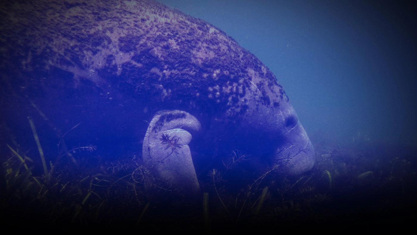 "พะยูน-เต่าทะเล" นักปลูกแห่งท้องทะเล