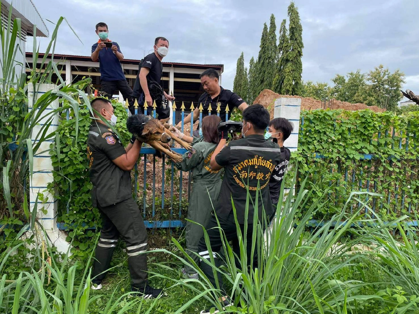 น้องหมาถูกเหล็กเสียบห้อยคารั้วกู้ภัยช่วยรอดชีวิต